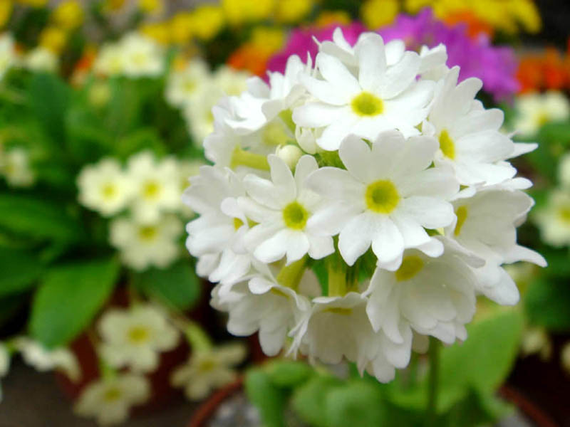 Primula denticulata photo